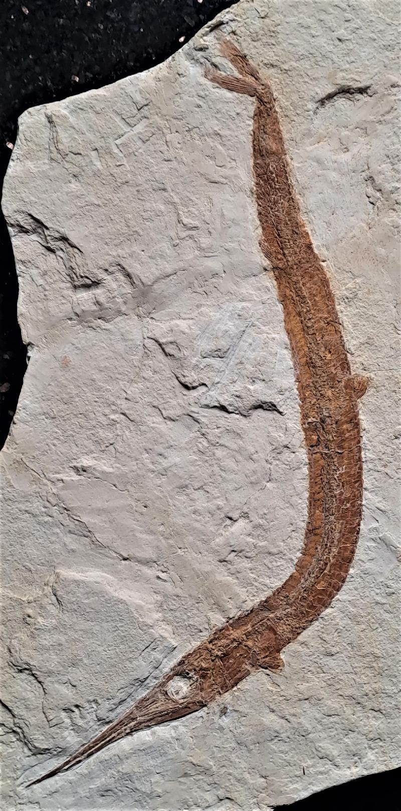 Belonostomus sp. Bild ©